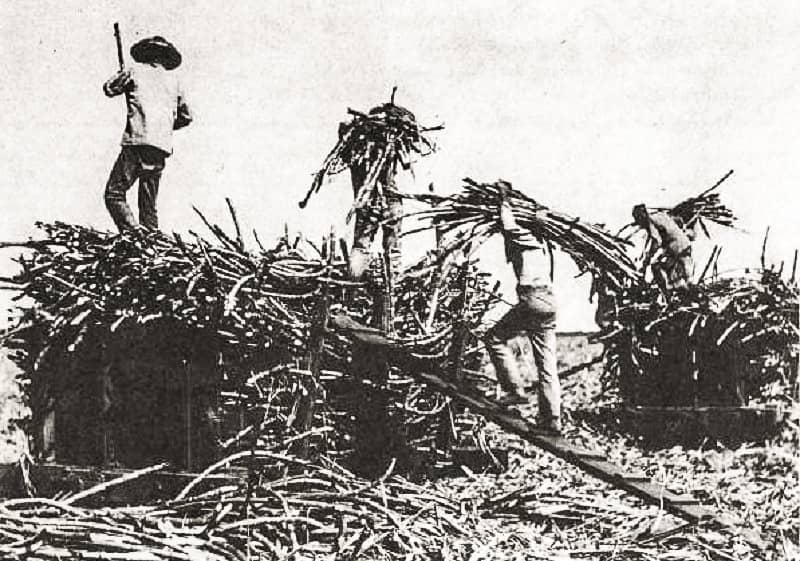 Chinese contract laborers on a sugar plantation in th century HawaiiStateArchivesimage