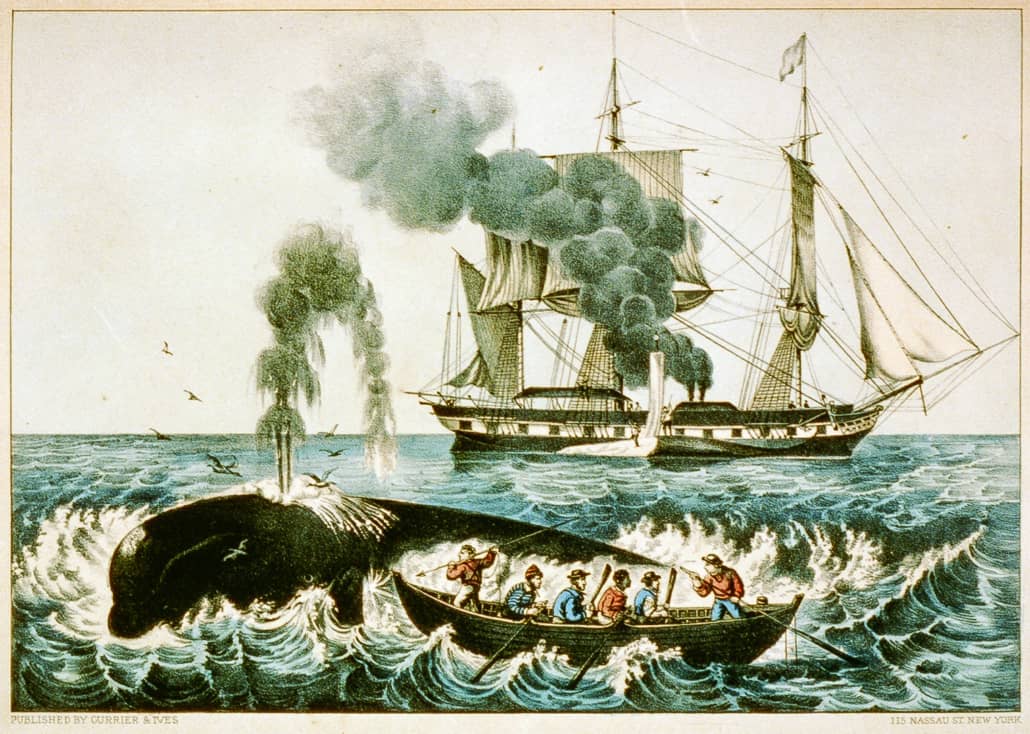WhalinginthePacificWalfang zwischen