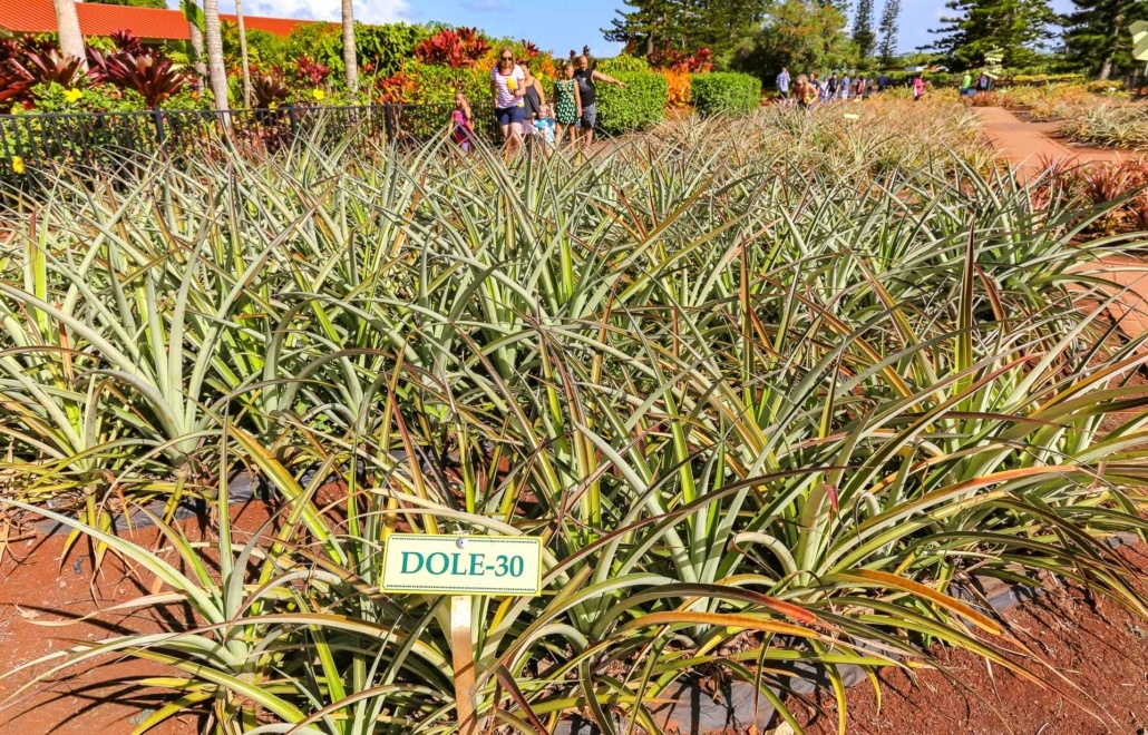 Dole PineappleFieldSign