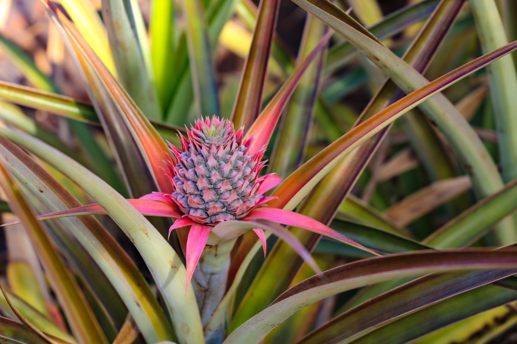 Dole PineappleFlower