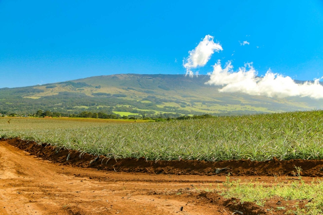 Maui Pineapple Field Hali'imaile