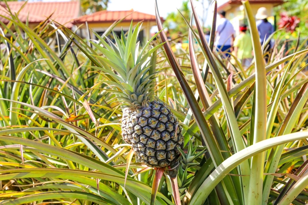 Microcephalus Pineapple Dole Plantation Oahu