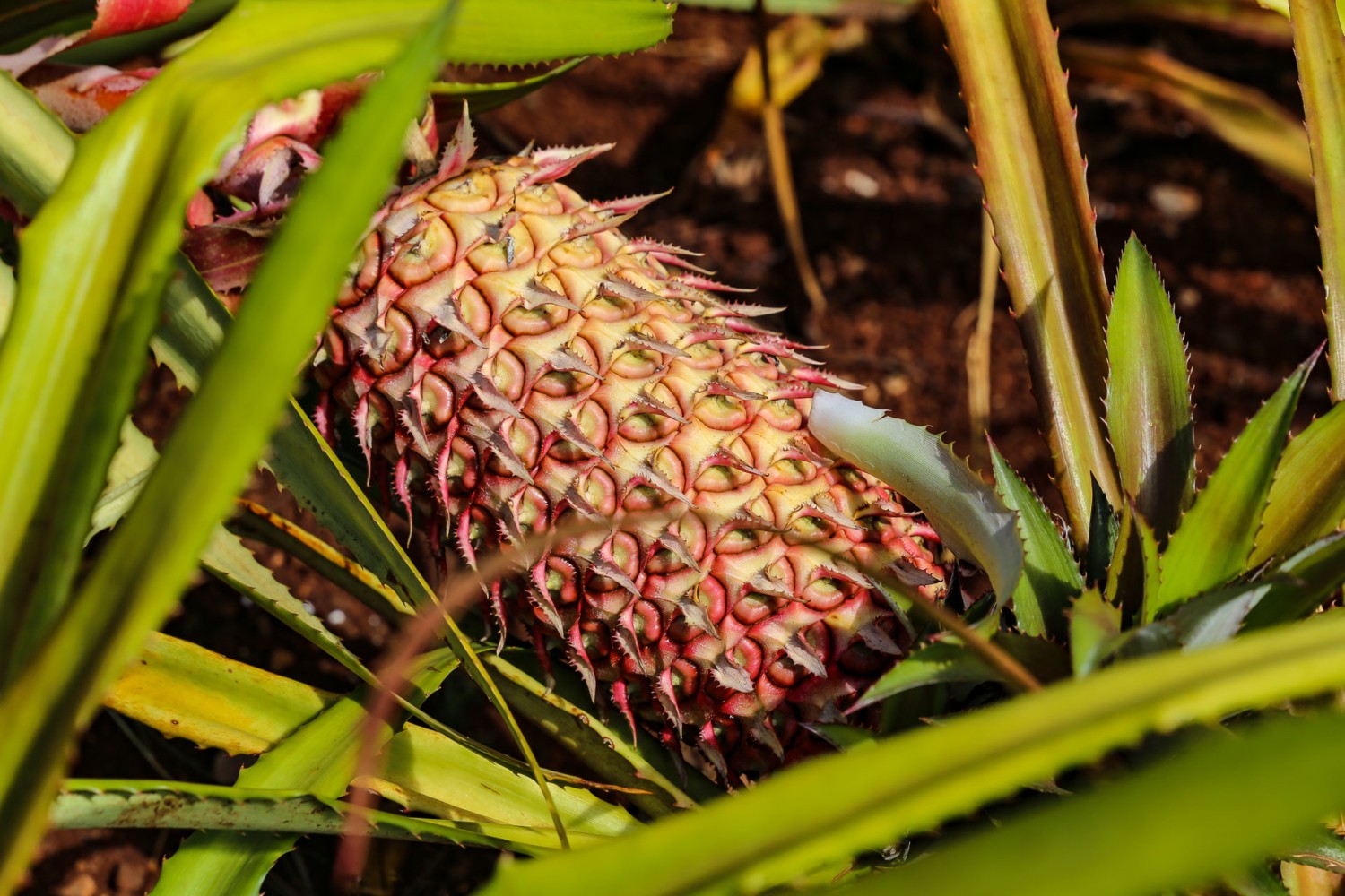 Pineapple History in Hawaii & Europe Info & Varieties
