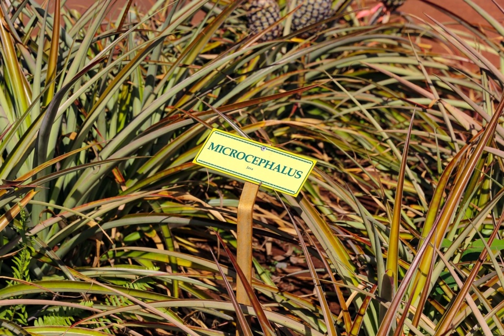 Microcephalus Pineapple Sign