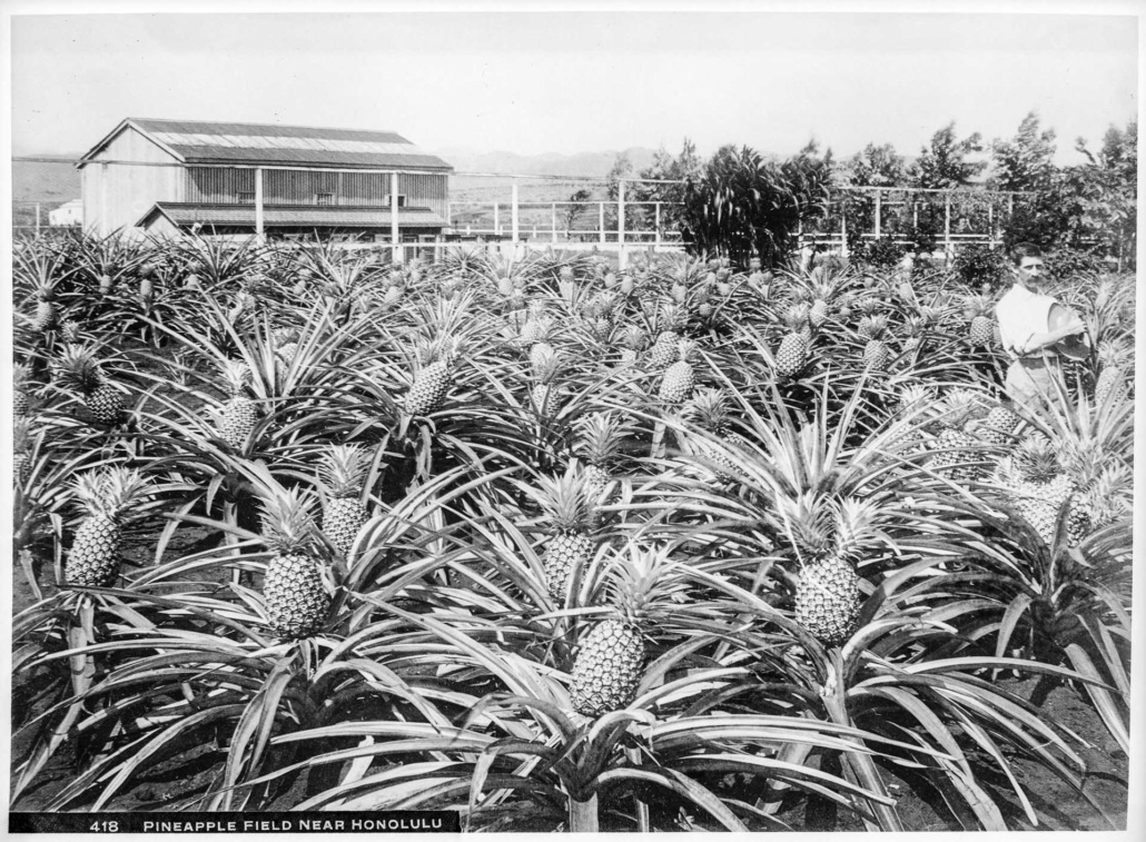 Pineapple Field Near Honolulu