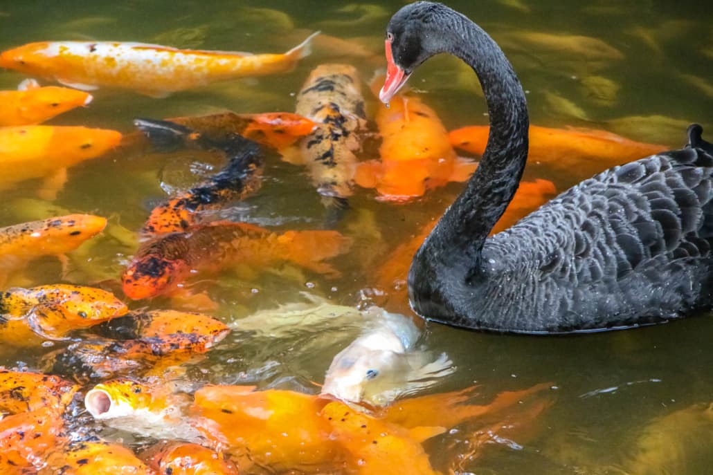 Byodo-In Temple Koi Fish and Black Swan