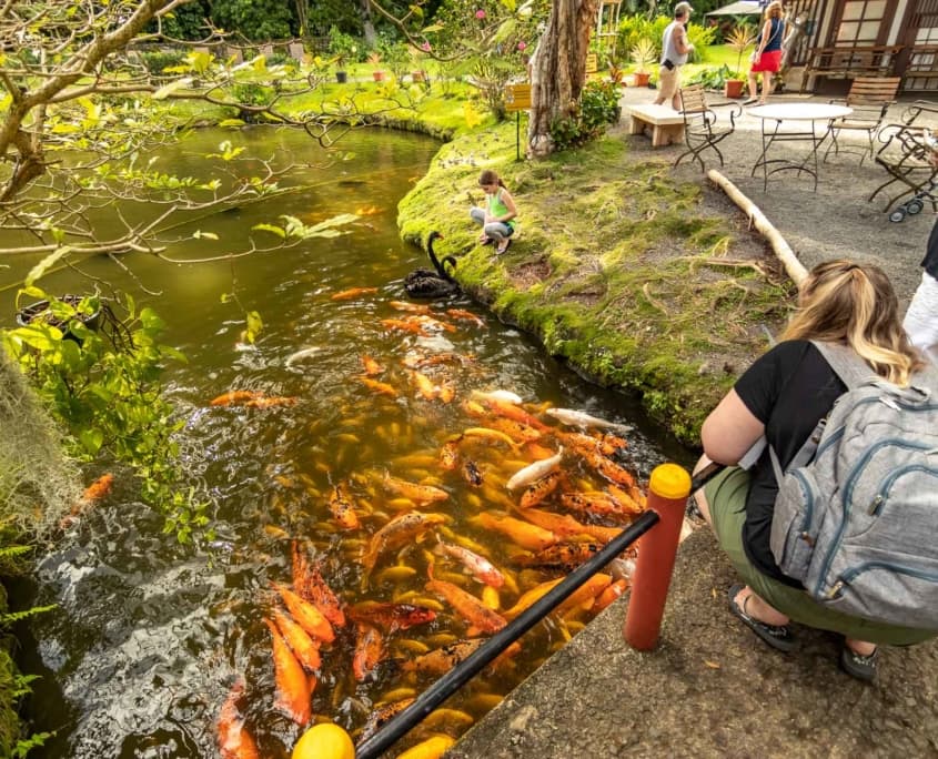 Byodo-In Temple Koi Pond Visitors Feeding