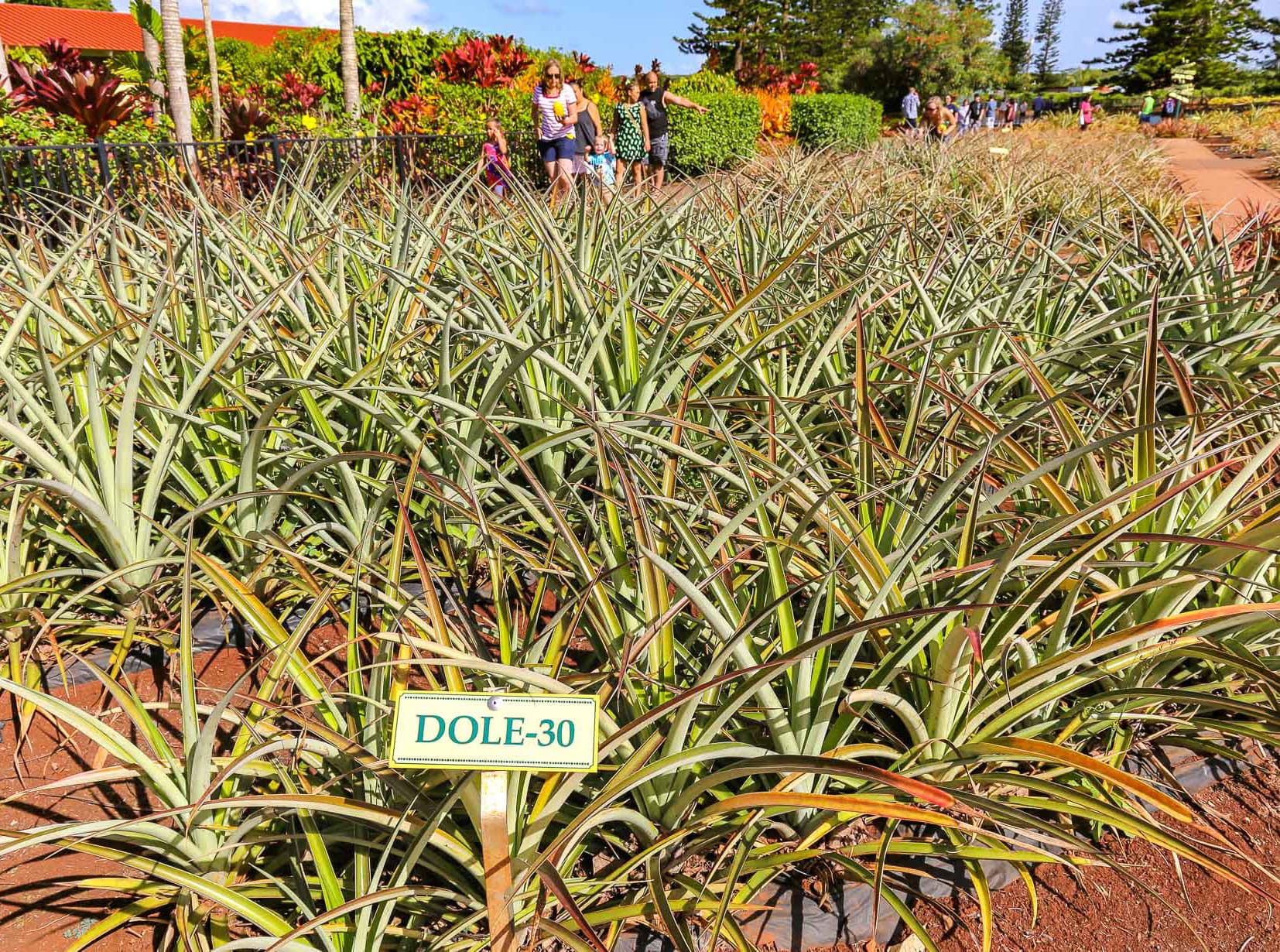 Dole  Pineapple Field Sign