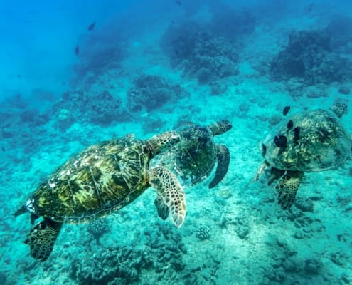 Hawaiian Green Sea Turtles Underwater shutterstock