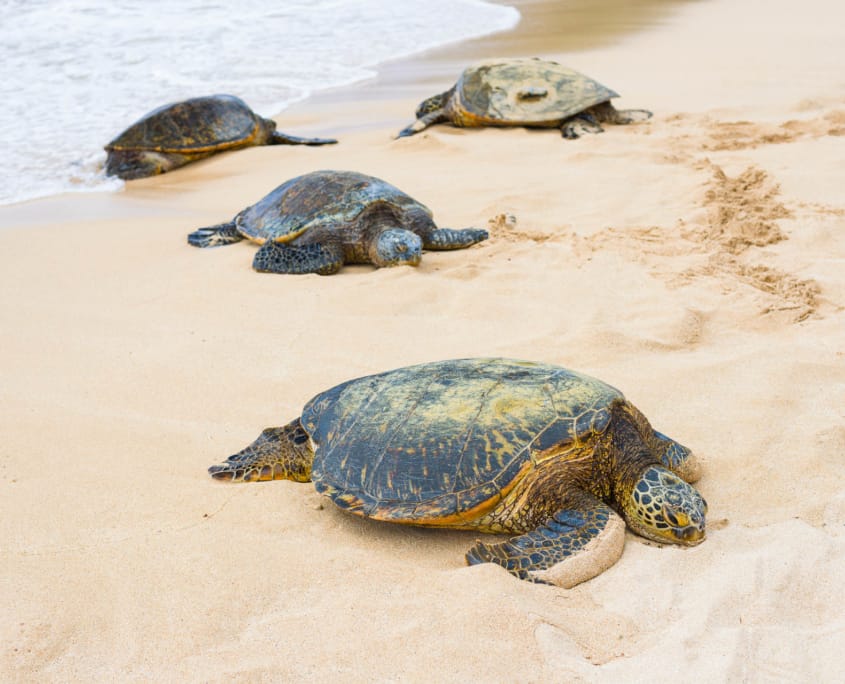 Turtles on Beach North Shore Oahu shutterstock