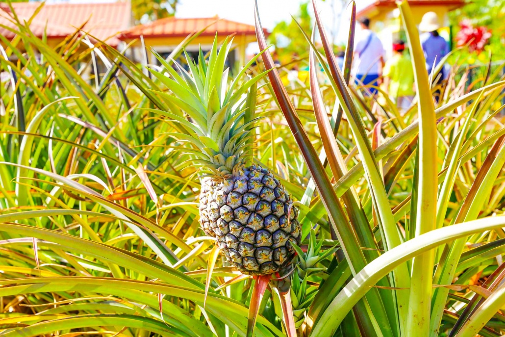 dole-plantation-pineapple--best-attractions-in-oahu