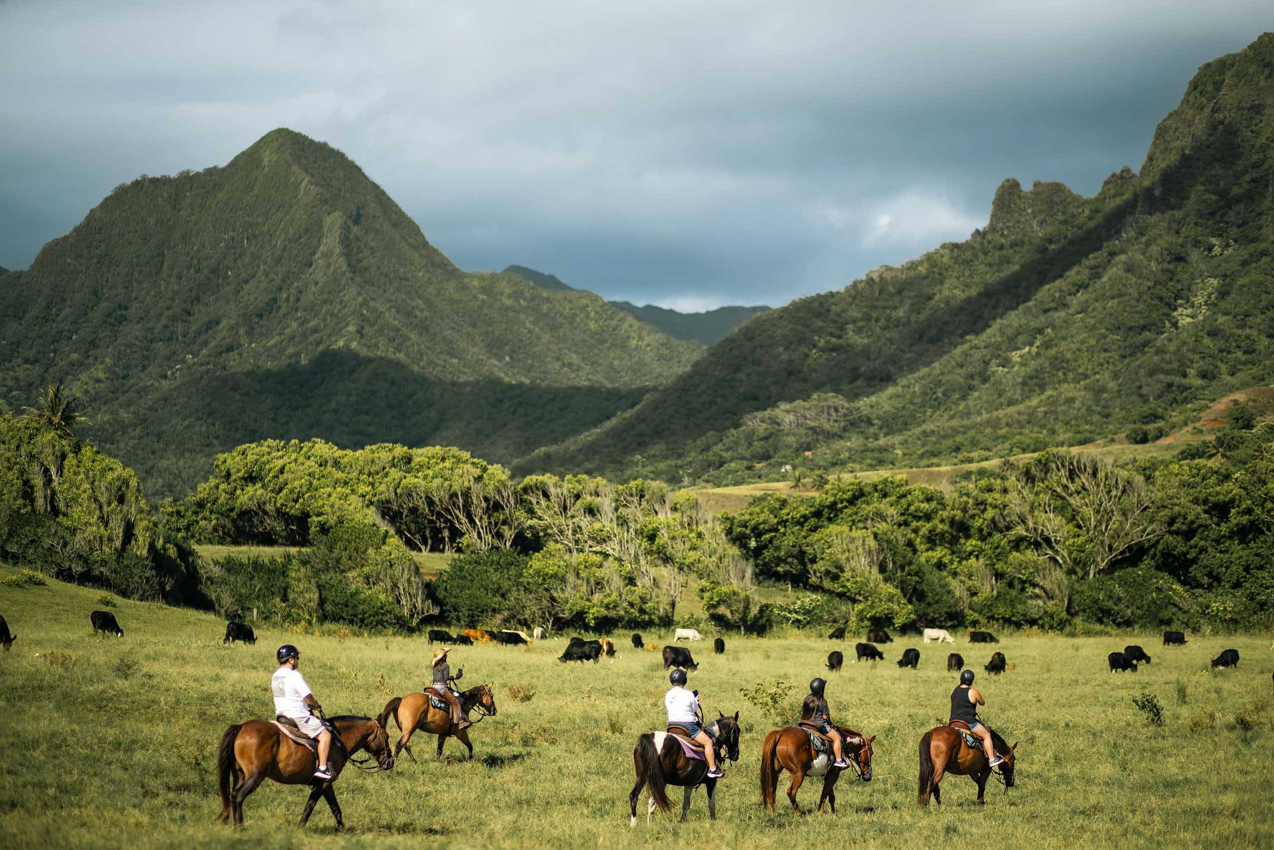 kualoaranch jayman built hawaii incentive group horseback guests viewing cattle