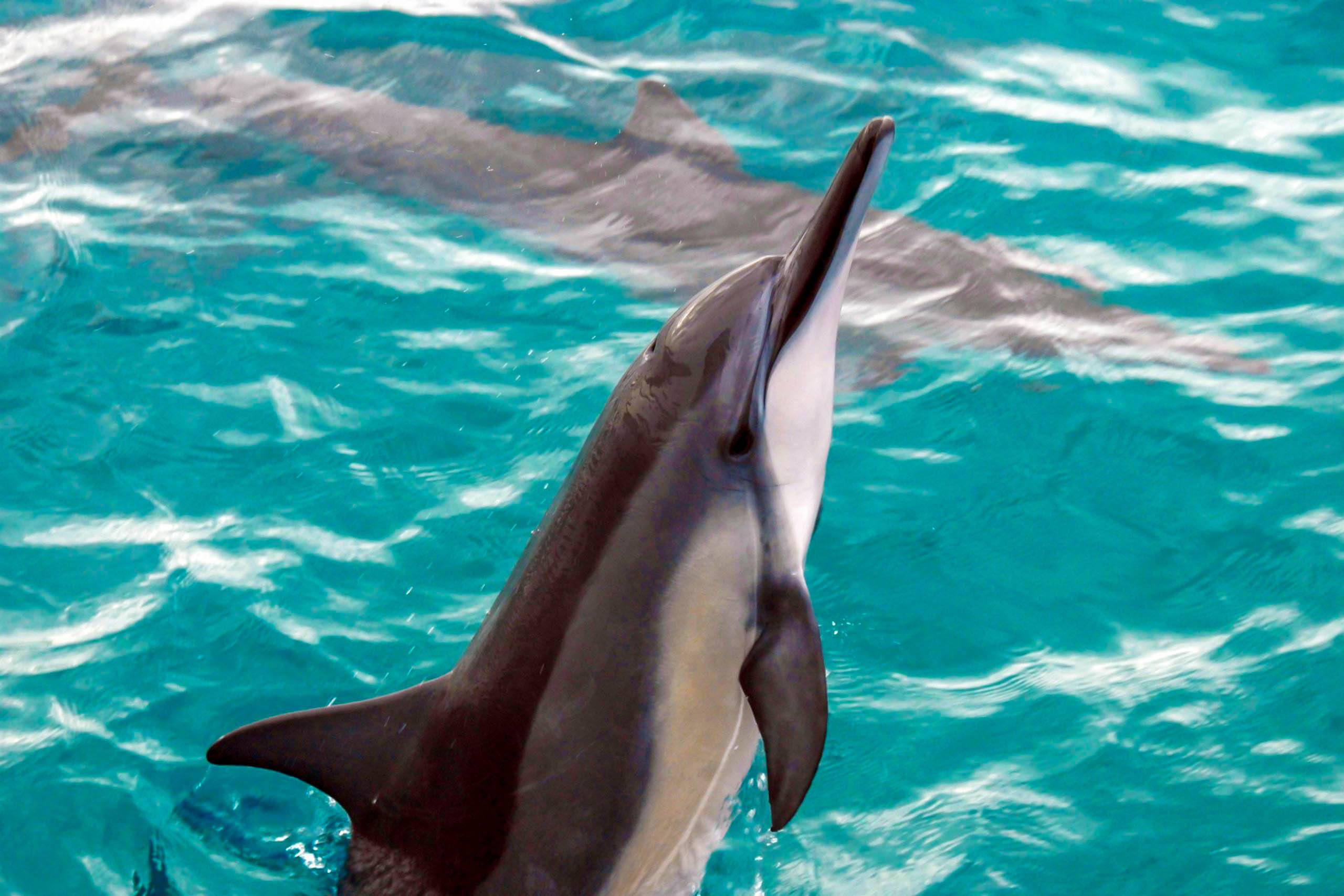 oceanjoycruises jayman built hawaii incentive group waianae snorkel dolphin